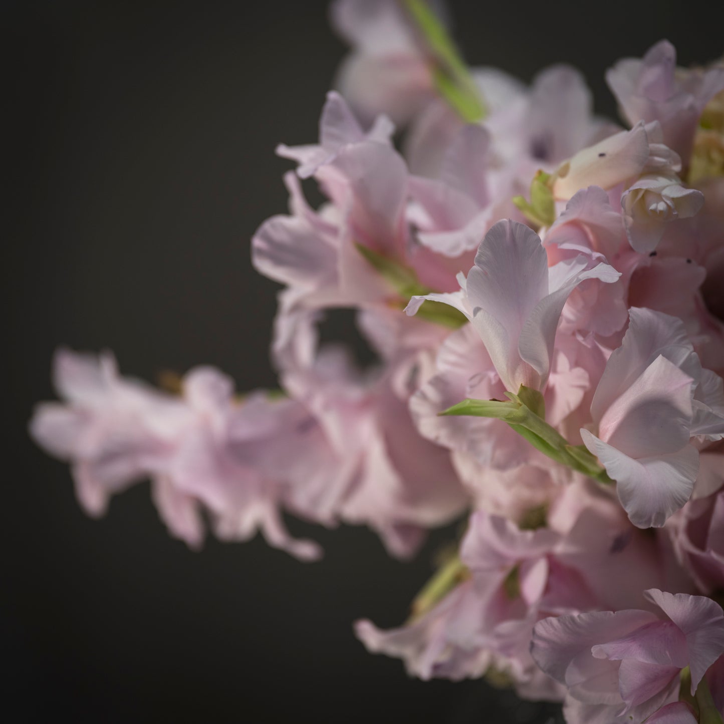 Light pink cloud